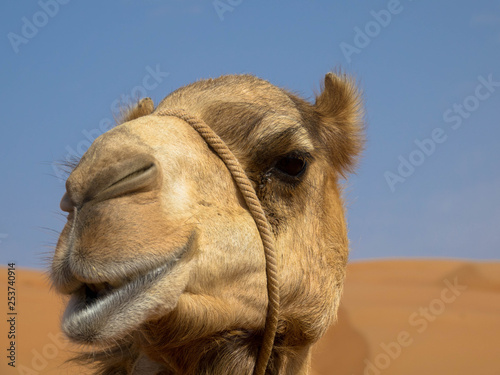 Kamel in der Wüste, Oman Wahiba Sands