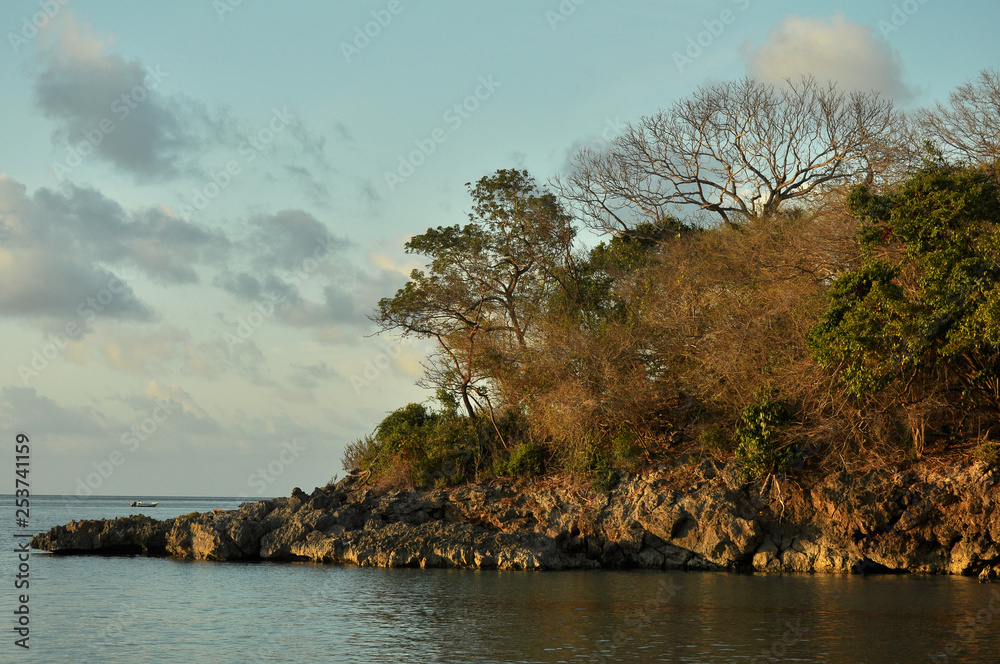 forêt tropicale sèche sur l'île de Providencia en Colombie