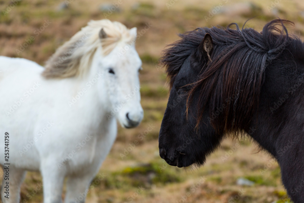 Icelandic horses, Iceland, Europe