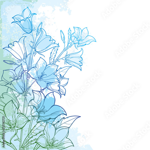 Corner bouquet with outline Campanula or Bellflower or Bluebell flower, leaf and bud in blue on the pastel background. 