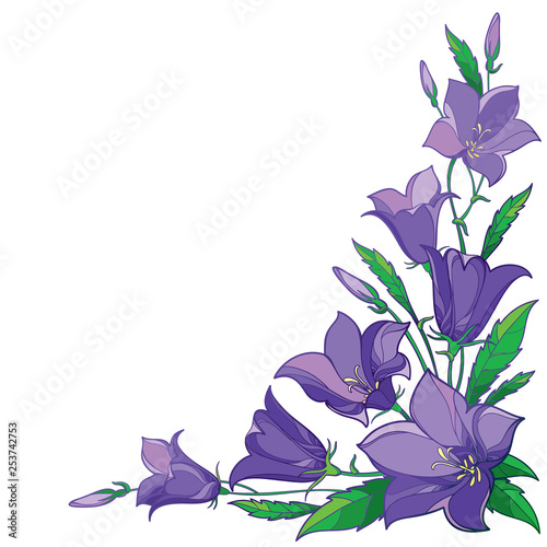 Corner bouquet with outline Campanula or Bellflower or Bluebell flower in pastel violet isolated on white background.