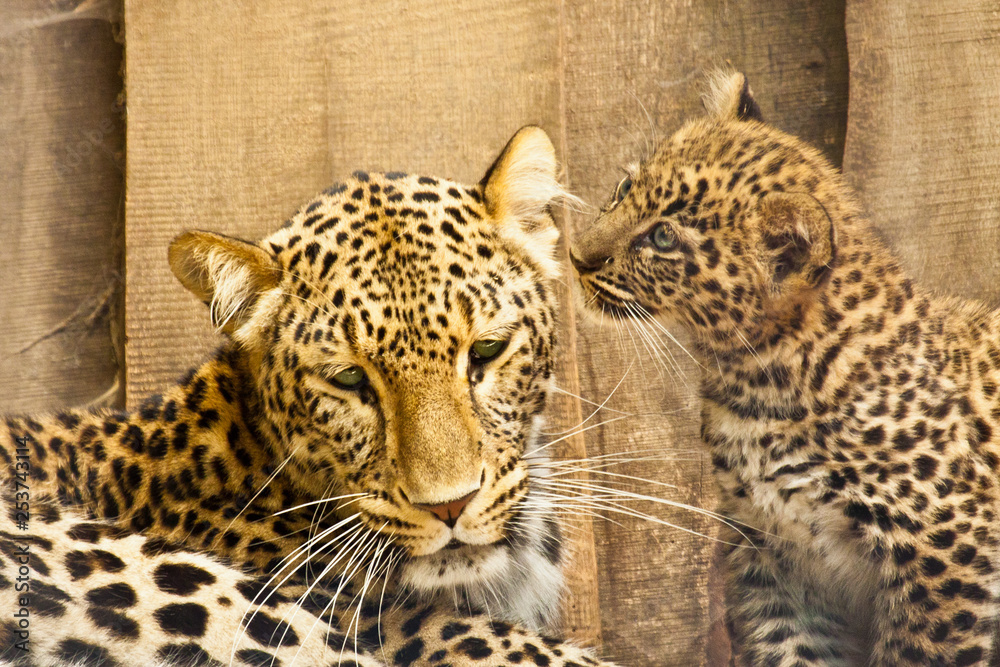 Naklejka premium Persischer Leopard (Panthera pardus ciscaucasica)
