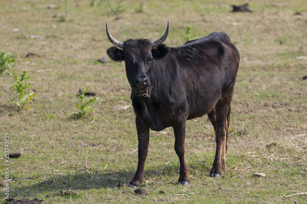 taureau taureau