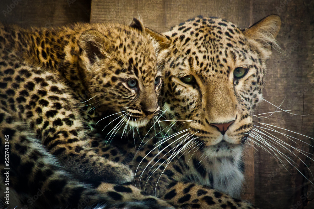 Persischer Leopard (Panthera pardus ciscaucasica)
