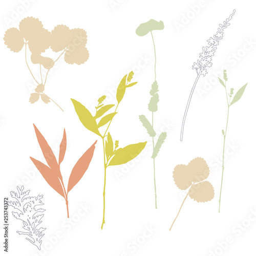 Botanical illustration with herbs, plants, flowers and leaves. Isolated vecto...