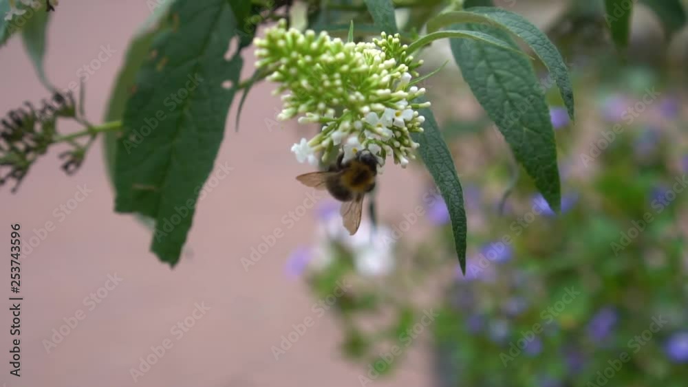 A bee in search for honey whilst sitting on and flying around flowers A bee in search for honey whilst sitting on and flying around flowers