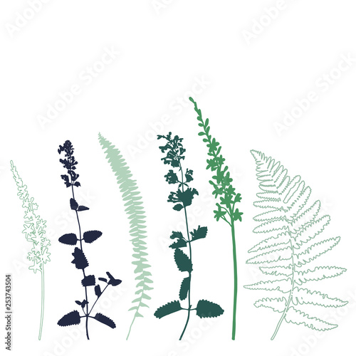Botanical illustration with herbs, plants, flowers and leaves. Isolated vecto...