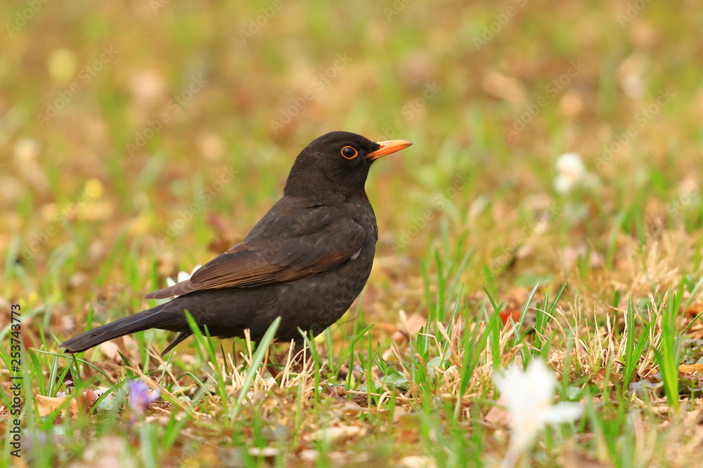 Common blackbird on meadow in backyard Common blackbird on meadow in backyard
