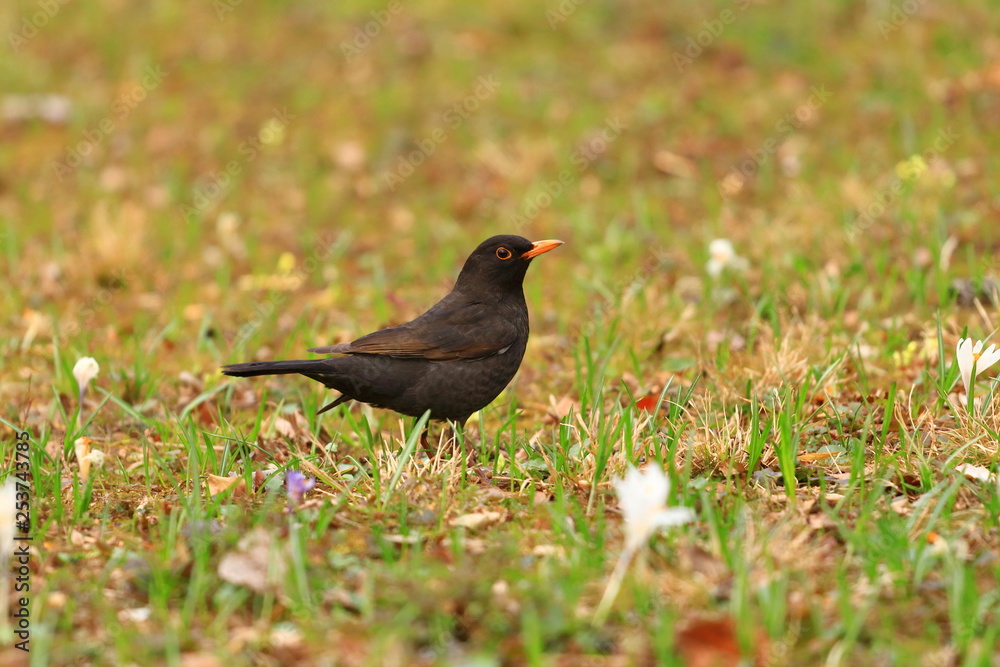 Common blackbird on meadow in backyard Common blackbird on meadow in backyard