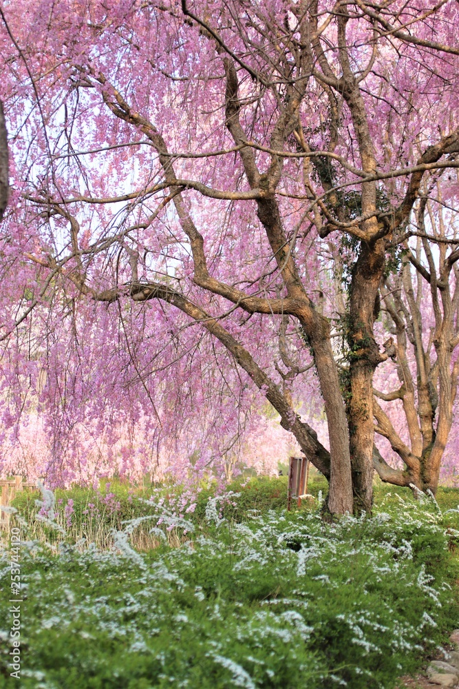 風土記の丘の桜 風土記の丘の桜