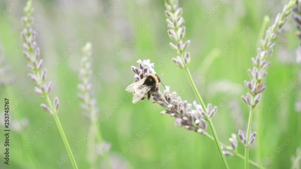 SLOWMO - Bumblebee gathering pollen of lavender flower SLOWMO - Bumblebee gathering pollen of lavender flower