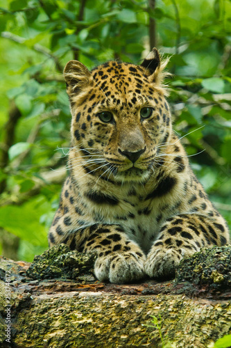 Amurleopard  Panthera pardus orientalis 