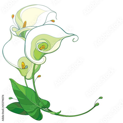 Round bouquet of outline Calla lily flower or Zantedeschia in pastel white with ornate green leaf isolated on white background. 