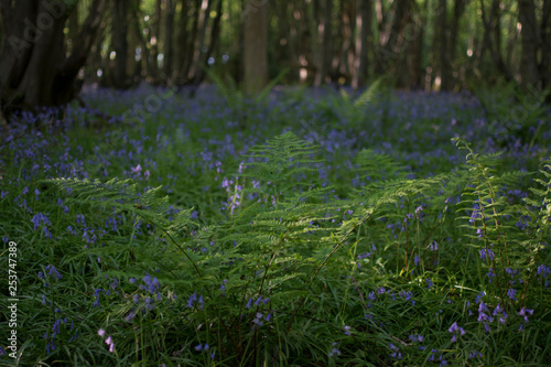 British Bluebell Wood