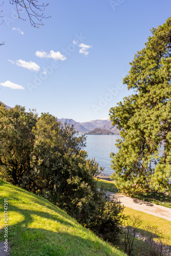 Italy, Bellagio, Lake Como, a tree next to a body of water