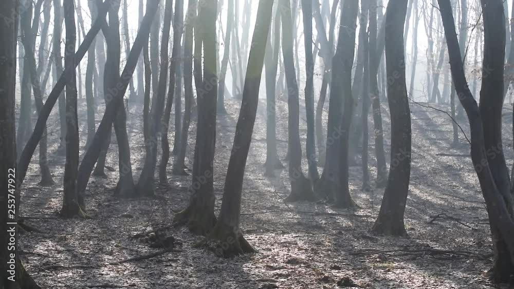 The Hoia-Baciu Forest, one of the World’s Most Haunted Forest situated near Cluj-Napoca, Romania and is often referred to as the Bermuda Triangle of Romania. Handhold video