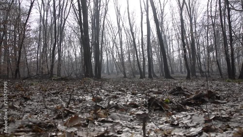 Man waking in the Hoia-Baciu Forest, one of the World’s Most Haunted Forest situated near Cluj-Napoca, Romania and is often referred to as the Bermuda Triangle of Romania