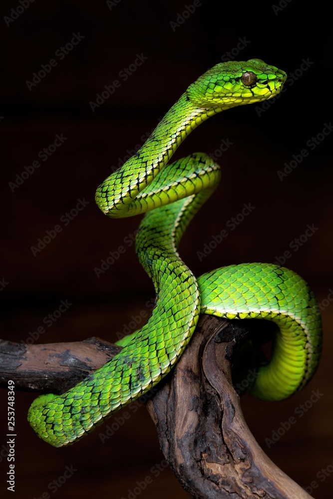 Fototapeta premium green snake