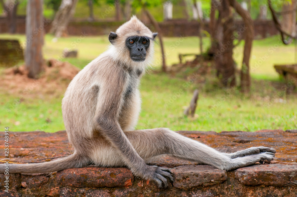 Gray langurs or Hanuman langurs, the most widespread langurs of the Indian Subcontinent, are a group of Old World monkeys, Polonnaruwa, Sri Lanka.