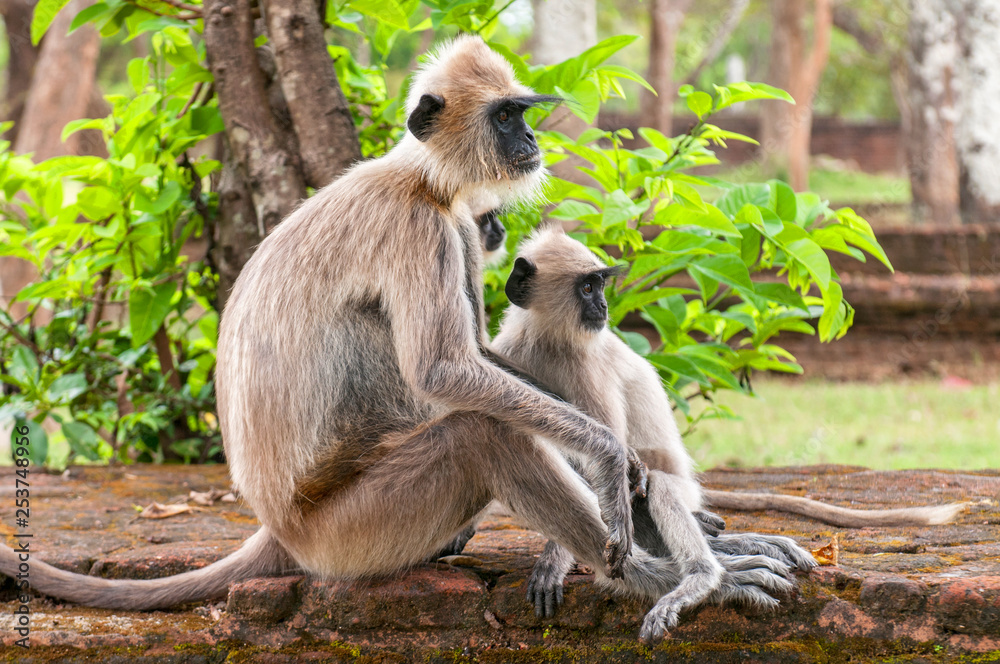 Fototapeta premium Gray langurs or Hanuman langurs, the most widespread langurs of the Indian Subcontinent, are a group of Old World monkeys, Polonnaruwa, Sri Lanka.