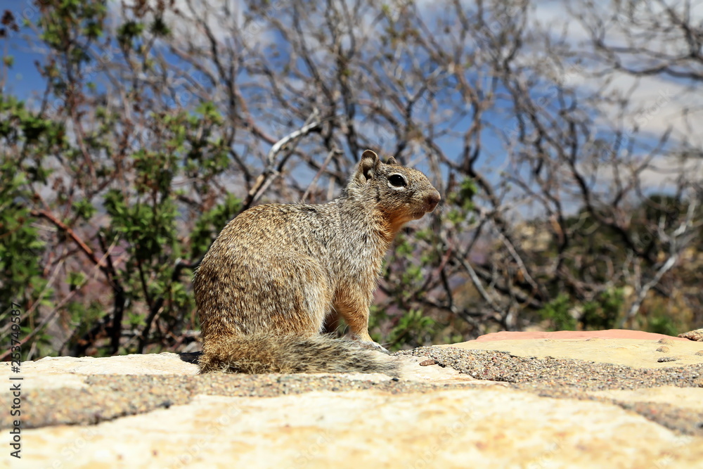 Naklejka premium Grand Canyon