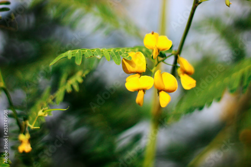 Focusing on Sesbania flowers with blurred background