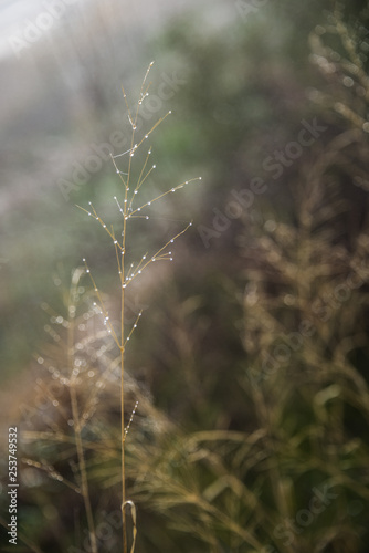 Plant with morning dew