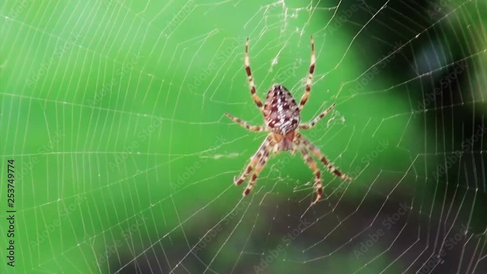 Giant Spider in web close up! Giant Spider in web close up!