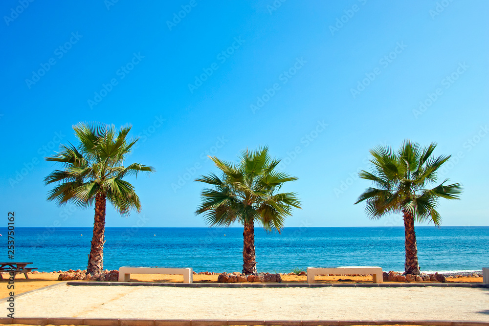 Palm trees on Playa del Penoncillo Torrox Costa del Sol Andalusia Spain