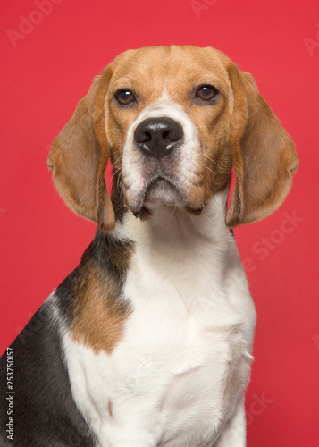 Portrait of a beagle looking at the camera on a red background in a vertical image