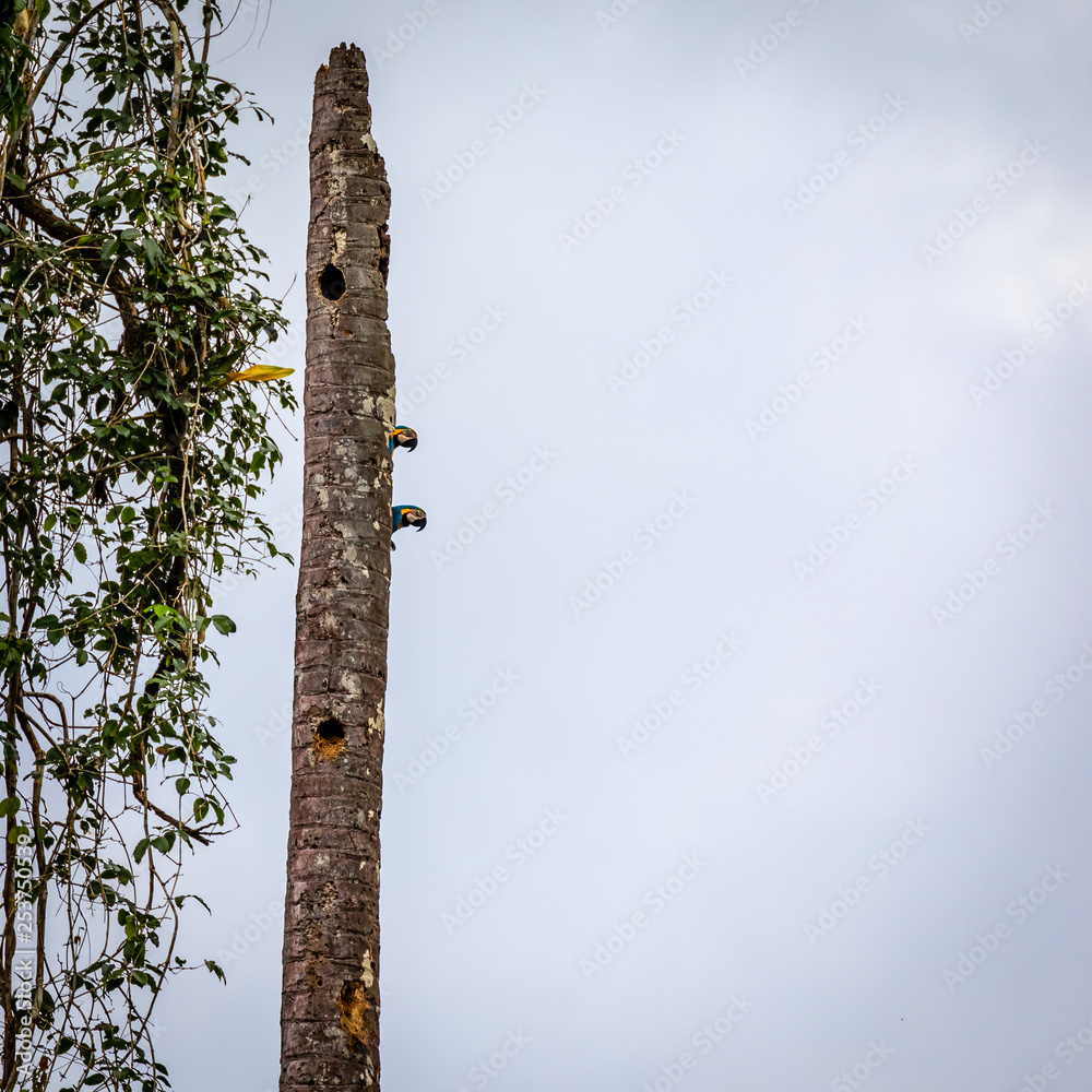 Fototapeta premium Parrots in Surinam