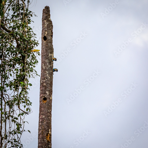 Parrots in Surinam photo