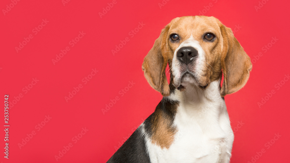 Portrait of a beagle looking at the camera on a red background in a panoramic imagel image