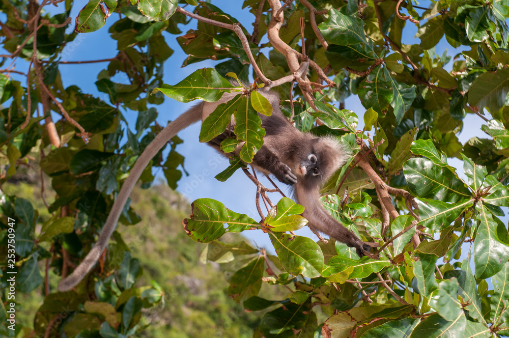 The dusky leaf monkey, spectacled langur, or spectacled leaf monkey (Trachypithecus obscurus), Krabi, Thailand. The dusky leaf monkey, spectacled langur, or spectacled leaf monkey (Trachypithecus obscurus), Krabi, Thailand.