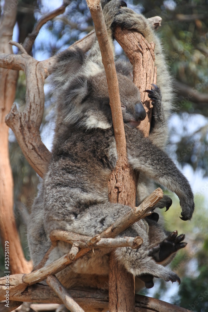 Schlafender Koala im Baum
