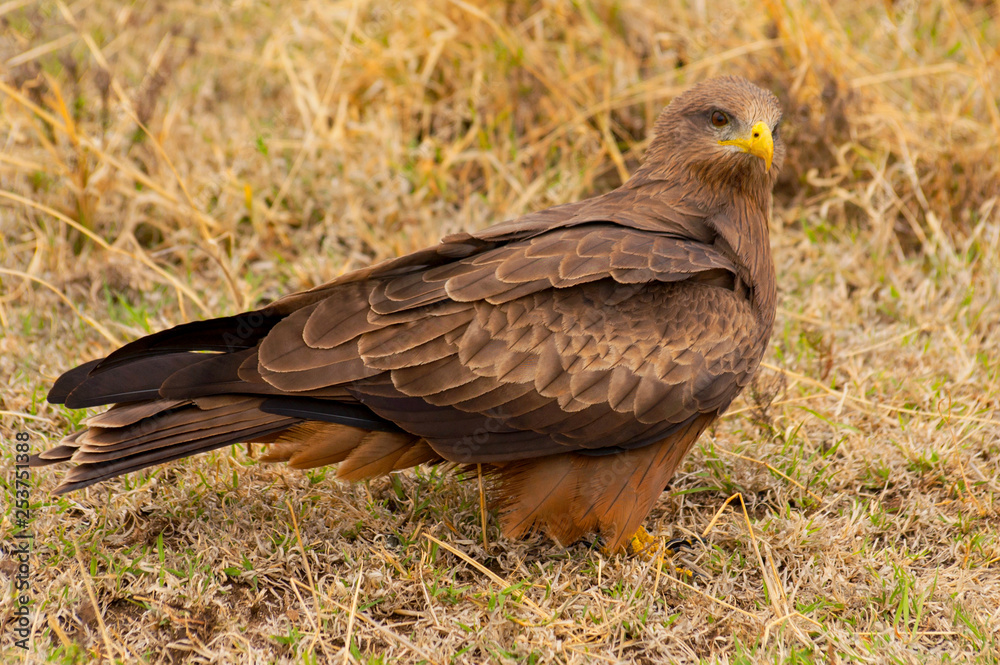 Obraz premium The black kite (Milvus migrans) a medium sized bird of prey, Nogorongoro Crater Tanzania.
