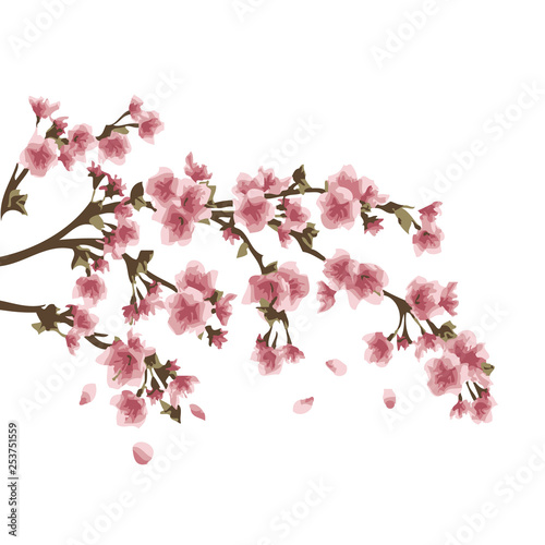 Sakura tree, cherry blossom vector illustration on white background