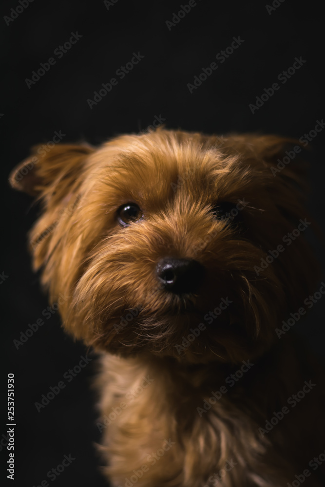 dog, yorkshire terrier, on a black background