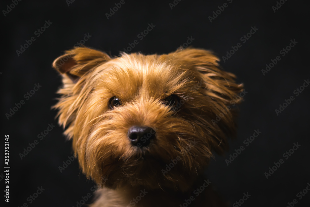 Fototapeta premium dog, yorkshire terrier, on a black background