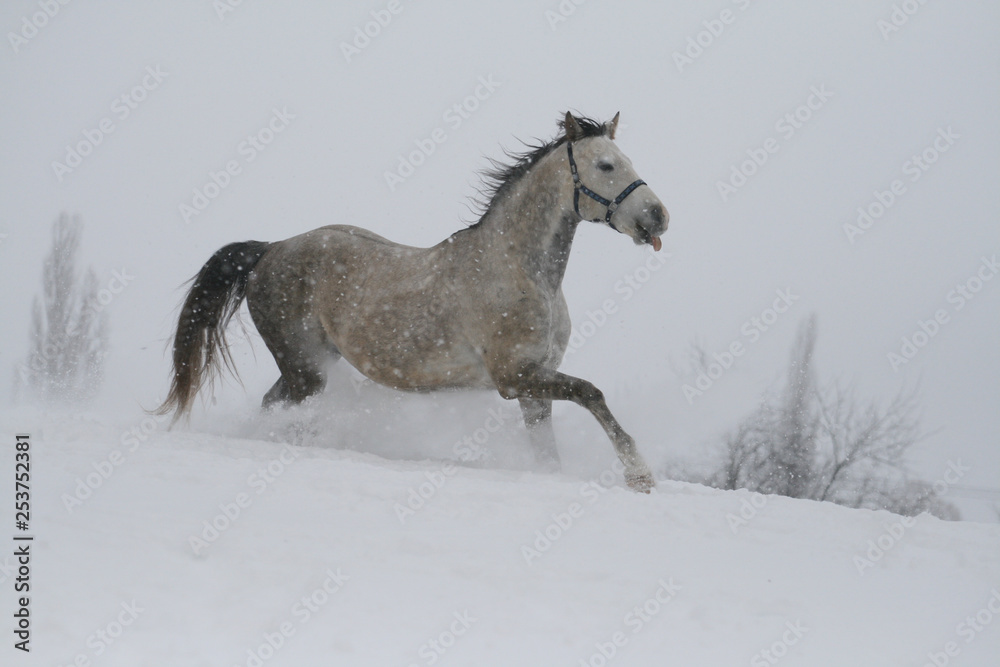 Fototapeta premium koń arabski na stoku śniegu (wzgórze) w zimie. koń pokazuje język. Ogier jest krzyżówką ras trockich i arabskich. W tle są drzewa i szkopuł.