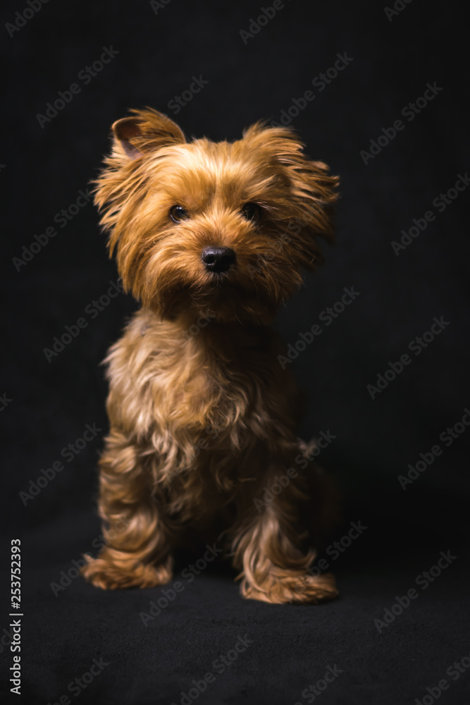 dog, yorkshire terrier, on a black background dog, yorkshire terrier, on a black background