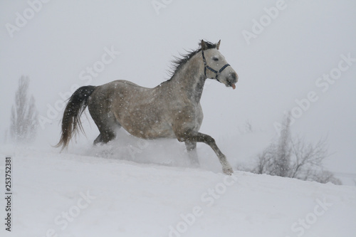 arab horse on a snow slope (hill) in winter. horse shows tongue. The stallion is a cross between the Trakehner and Arabian breeds. In the background are trees and a snag. © Maria Antropova