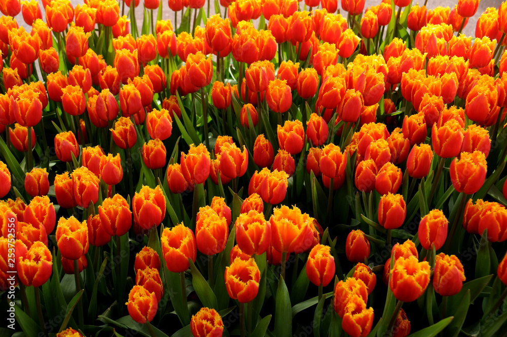 Tulip flowers at the Keukenhof garden, The Netherlands