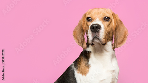 Portrait of a beagle looking at the camera on a red background in a horizontal image