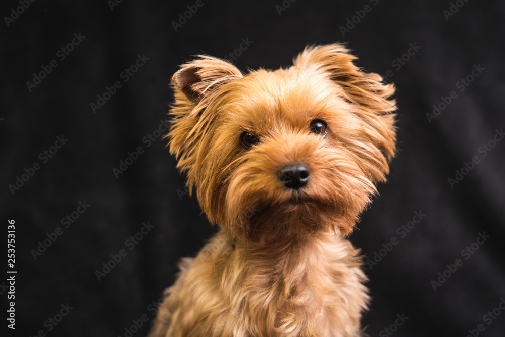 dog, yorkshire terrier, on a black background dog, yorkshire terrier, on a black background