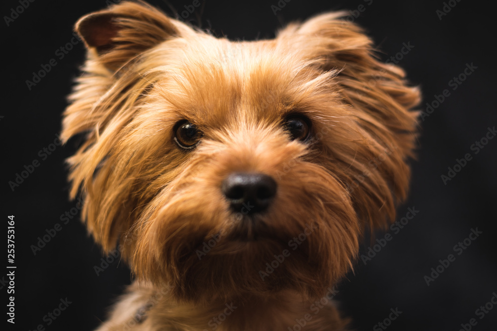dog, yorkshire terrier, on a black background dog, yorkshire terrier, on a black background