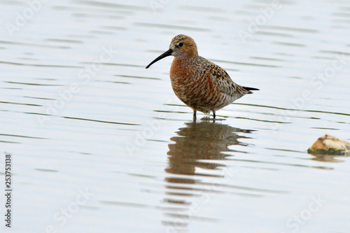 Curlew sandpiper (Caidris ferruginea)