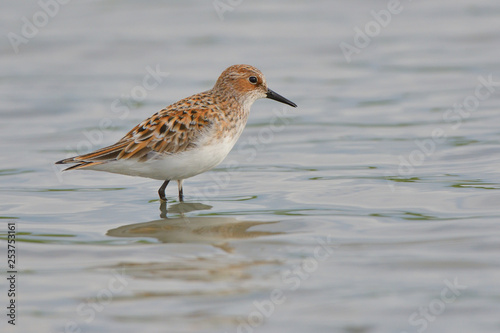 Little stint in shallow water