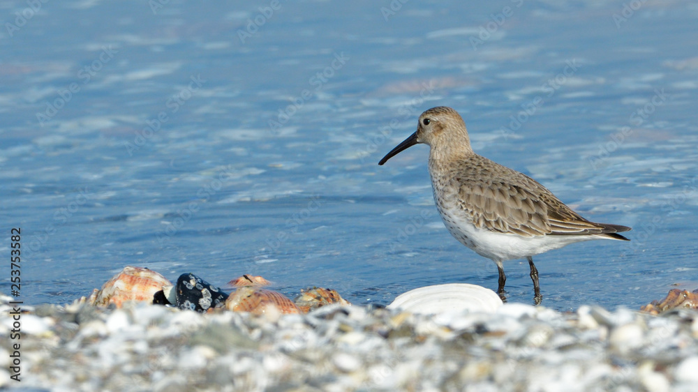 Curlew sandpiper (Calidris ferruginea) Curlew sandpiper (Calidris ferruginea)