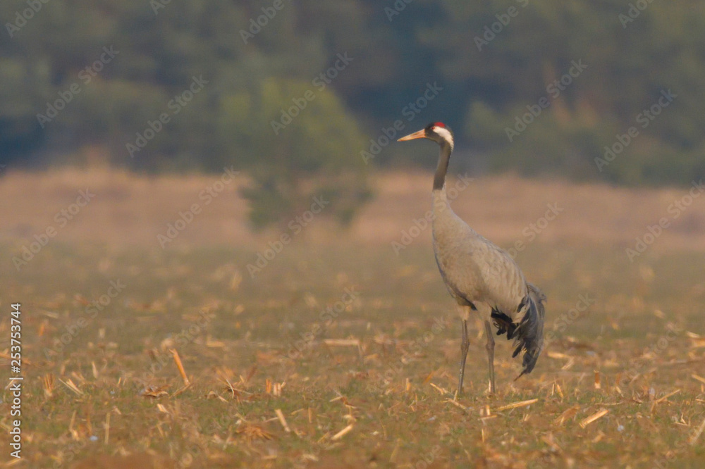 Common Crane, on the field, in autumn Common Crane, on the field, in autumn
